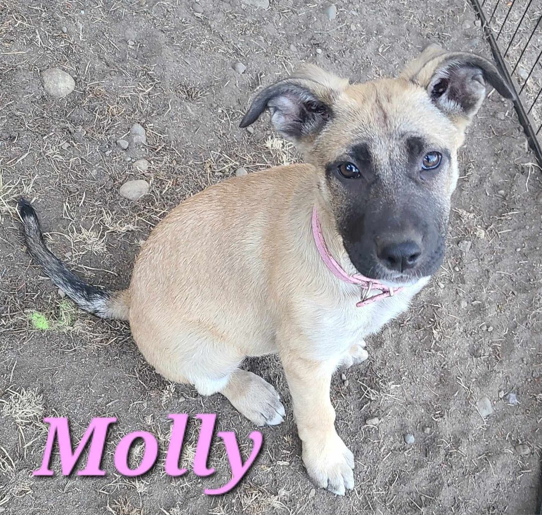 Molly, an adoptable German Shepherd Dog Mix in Rochester, WA_image-5