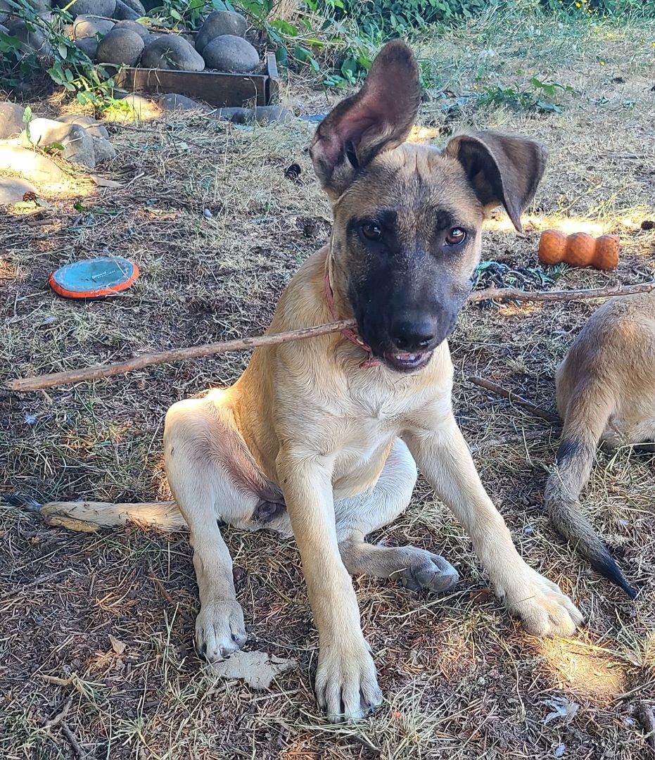 Molly, an adoptable German Shepherd Dog Mix in Rochester, WA_image-1