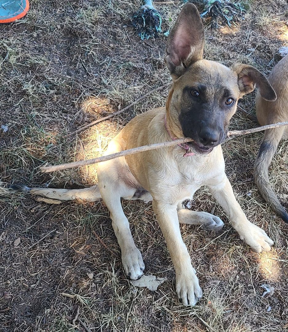 Molly, an adoptable German Shepherd Dog Mix in Rochester, WA_image-6