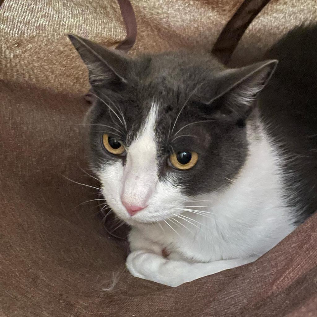 Isaac, an adoptable Domestic Short Hair in Chico, CA, 95928 | Photo Image 1