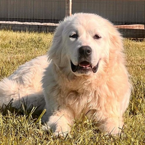 Millie, an adoptable Great Pyrenees in Bellevue, ID, 83313 | Photo Image 1