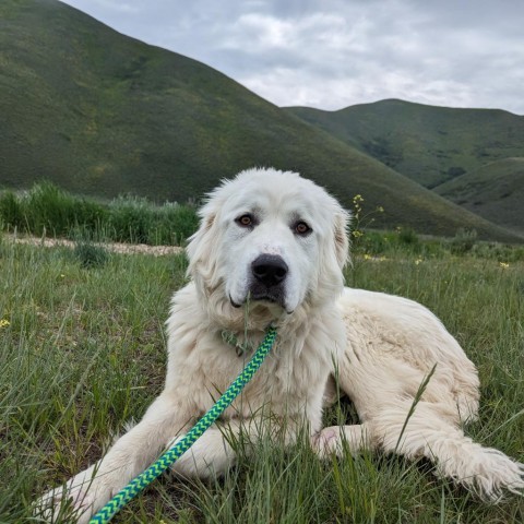 Millie, an adoptable Great Pyrenees in Bellevue, ID, 83313 | Photo Image 2
