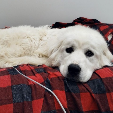 Millie, an adoptable Great Pyrenees in Bellevue, ID, 83313 | Photo Image 3