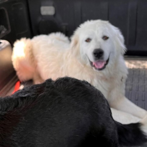 Millie, an adoptable Great Pyrenees in Bellevue, ID, 83313 | Photo Image 4