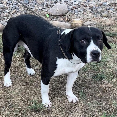 Shorty, an adoptable Pit Bull Terrier in Wadena, MN, 56482 | Photo Image 1