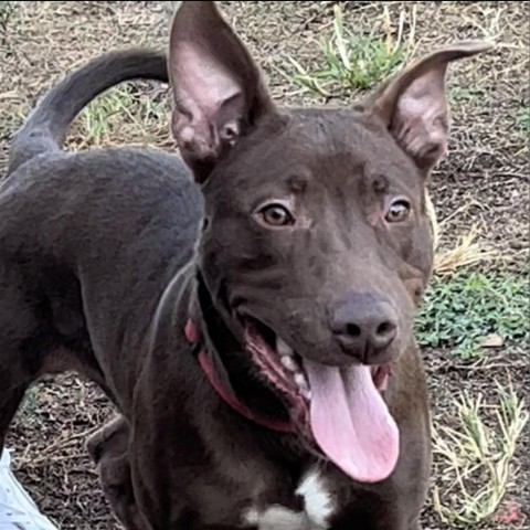 Mack, an adoptable Labrador Retriever in Wadena, MN, 56482 | Photo Image 1