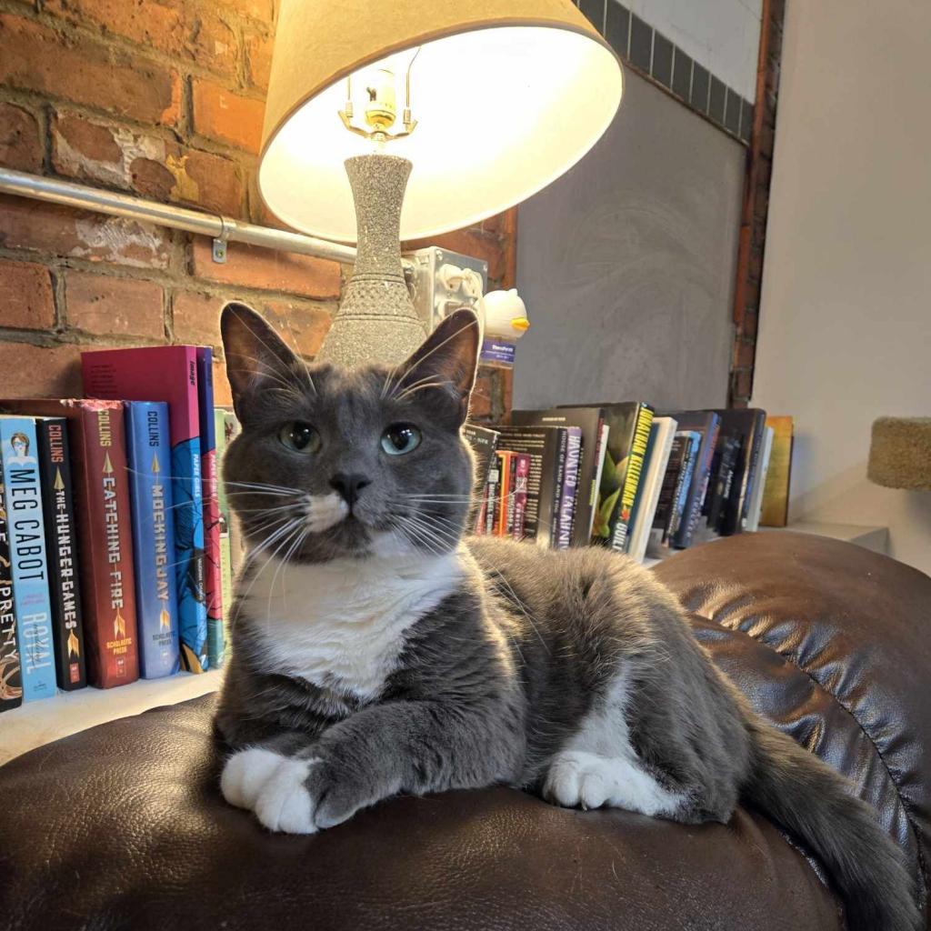 Tuna, an adoptable Domestic Short Hair in North Battleford, SK, S9A 2M7 | Photo Image 1