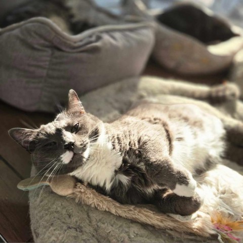 Tuna, an adoptable Domestic Short Hair in North Battleford, SK, S9A 2M7 | Photo Image 4