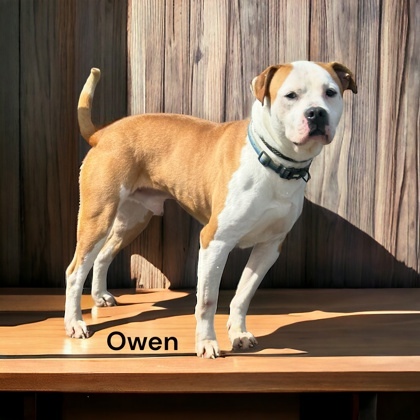 Owen, an adoptable American Bulldog & Terrier Mix in Cumberland, MD_image-1