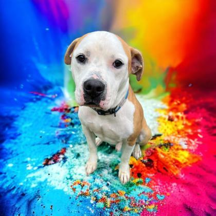 Owen, an adoptable American Bulldog, Terrier in Cumberland, MD, 21502 | Photo Image 2