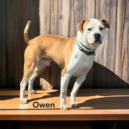 Owen, an adoptable American Bulldog, Terrier in Cumberland, MD, 21502 | Photo Image 3