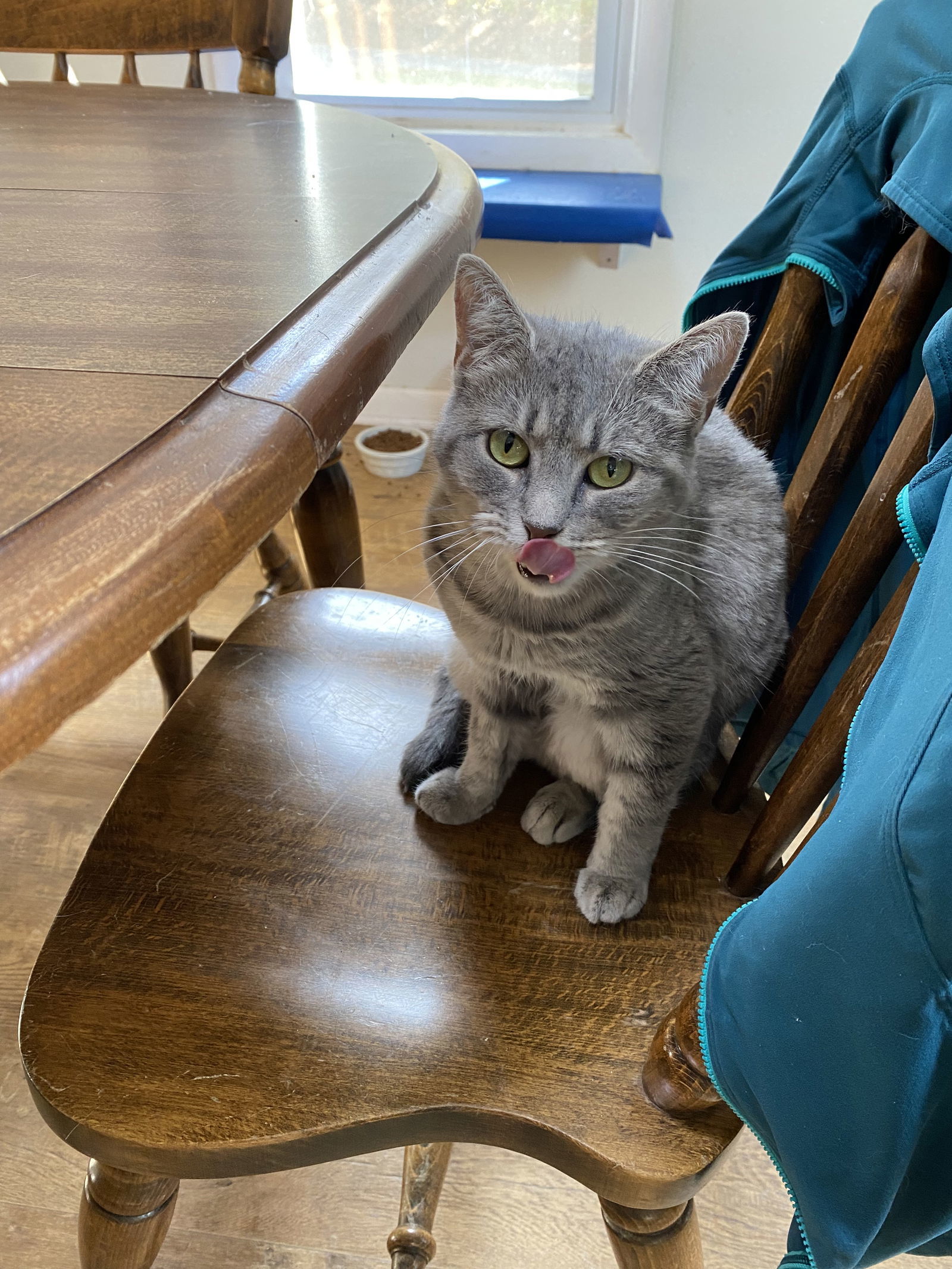 Penelope, an adoptable Domestic Short Hair in Bluefield, WV, 24701 | Photo Image 1