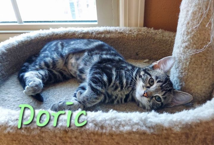 Doric, an adopted Domestic Short Hair in Louisville, KY_image-1