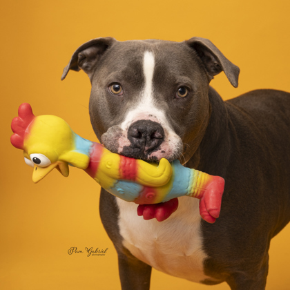 Buddy (Sponsored), an adoptable Mixed Breed in Rhinelander, WI, 54501 | Photo Image 1