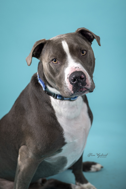 Buddy (Sponsored), an adoptable Mixed Breed in Rhinelander, WI, 54501 | Photo Image 3