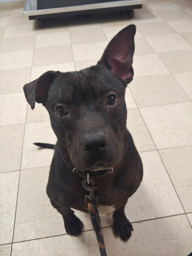 Dog for adoption - Dobby, a Black Labrador Retriever & Pit Bull Terrier ...