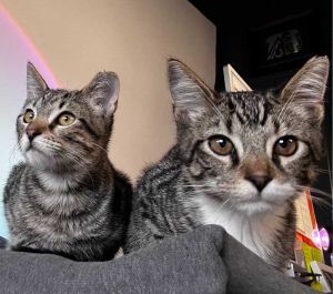Kanga and Roo Tabby Cat