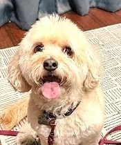 Lola Lane - Adopt Me!, an adoptable Cockapoo in Lake Forest, CA, 92630 | Photo Image 1