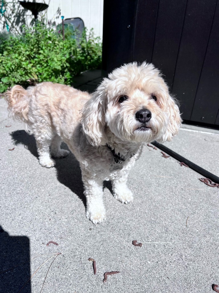 Lola Lane - Adopt Me!, an adoptable Cockapoo in Lake Forest, CA, 92630 | Photo Image 2