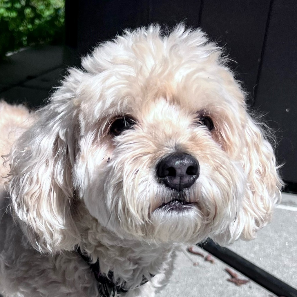 Lola Lane - Adopt Me!, an adoptable Cockapoo in Lake Forest, CA, 92630 | Photo Image 5