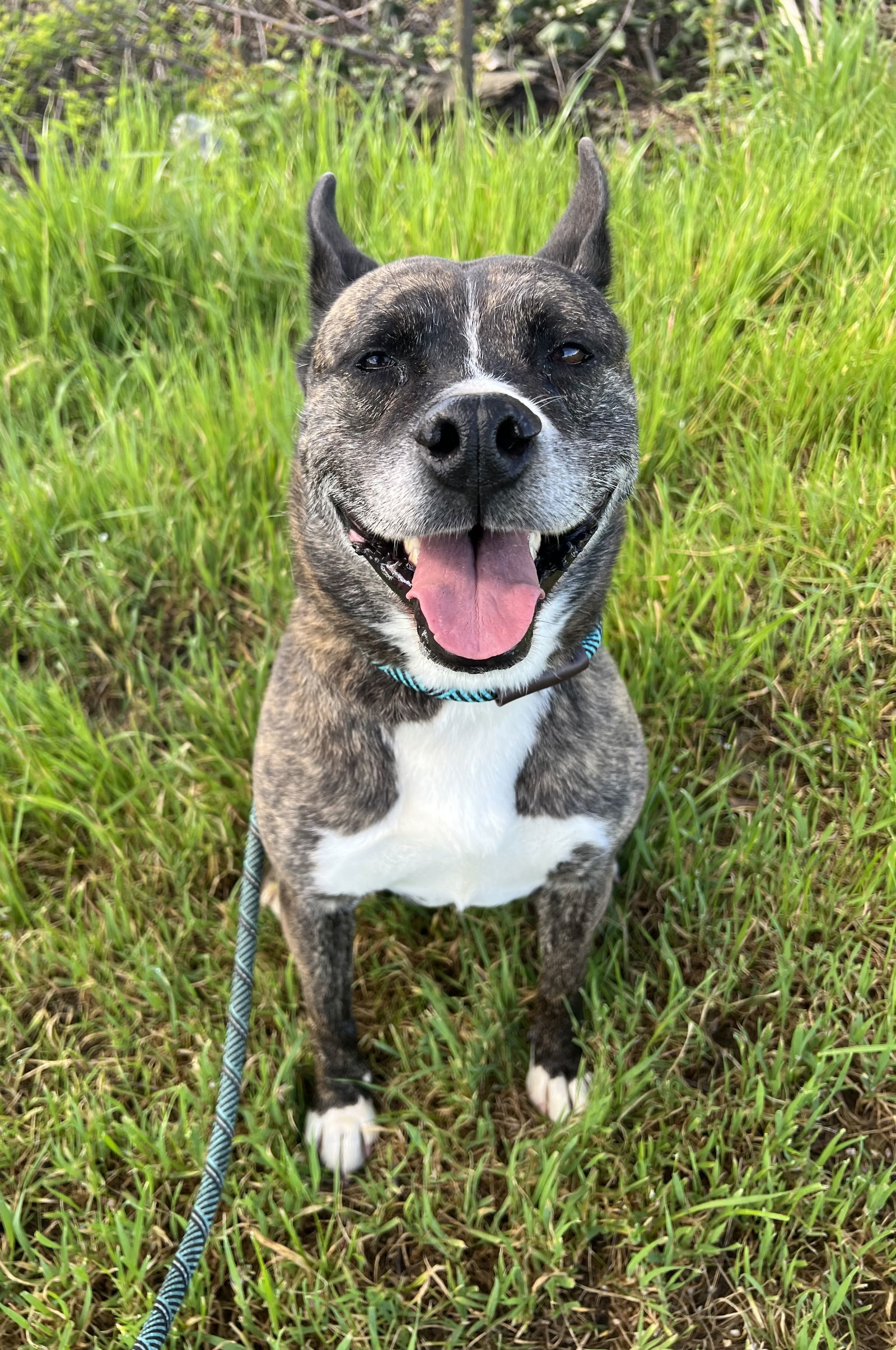 QUINCY, an adoptable Australian Cattle Dog / Blue Heeler, Australian Kelpie in Chico, CA, 95973 | Photo Image 1