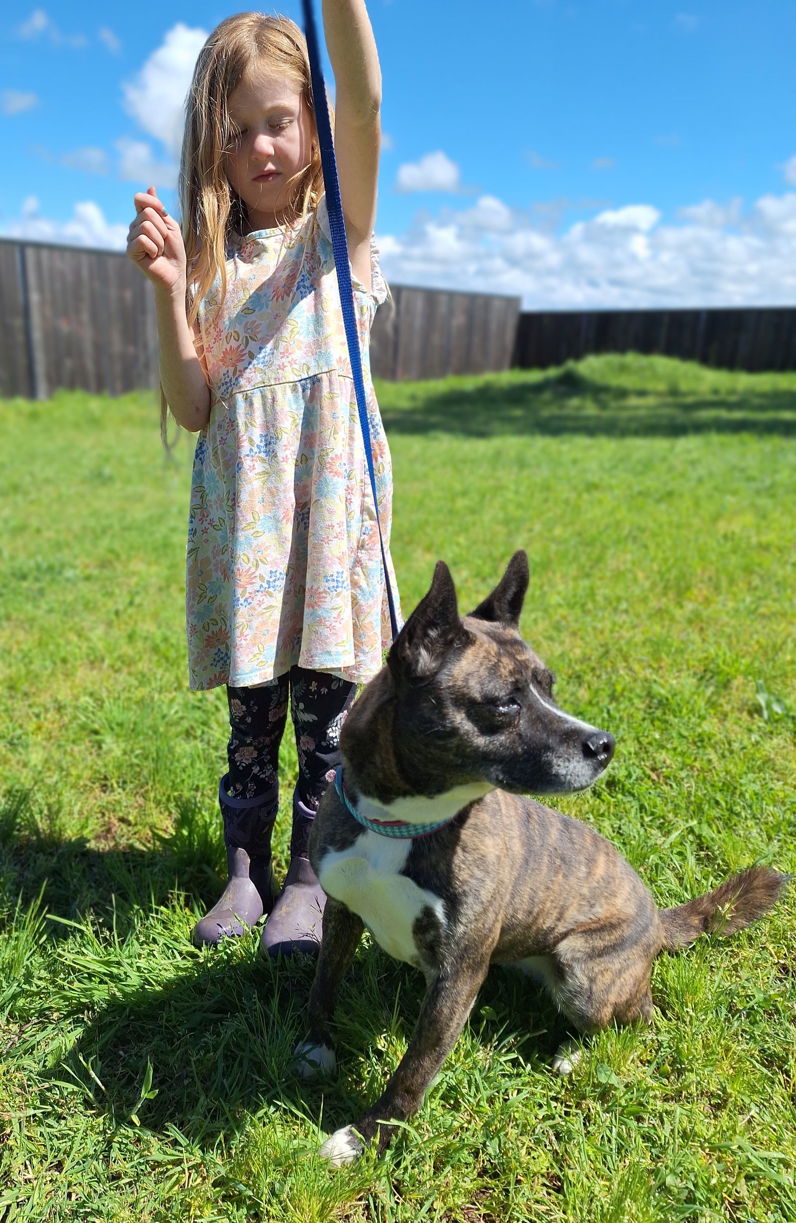 QUINCY, an adoptable Australian Cattle Dog / Blue Heeler, Australian Kelpie in Chico, CA, 95973 | Photo Image 2