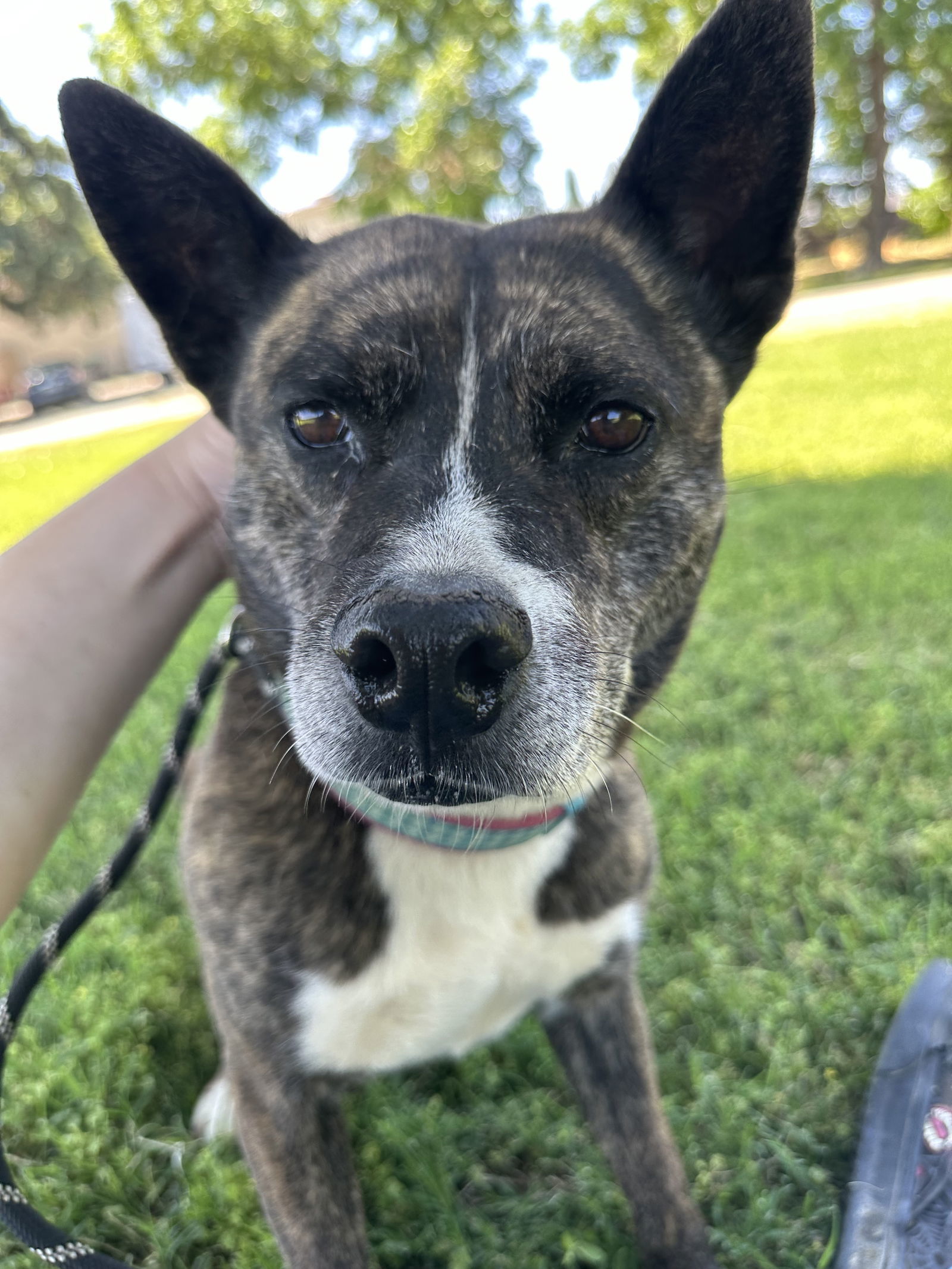 QUINCY, an adoptable Australian Cattle Dog / Blue Heeler, Australian Kelpie in Chico, CA, 95973 | Photo Image 3