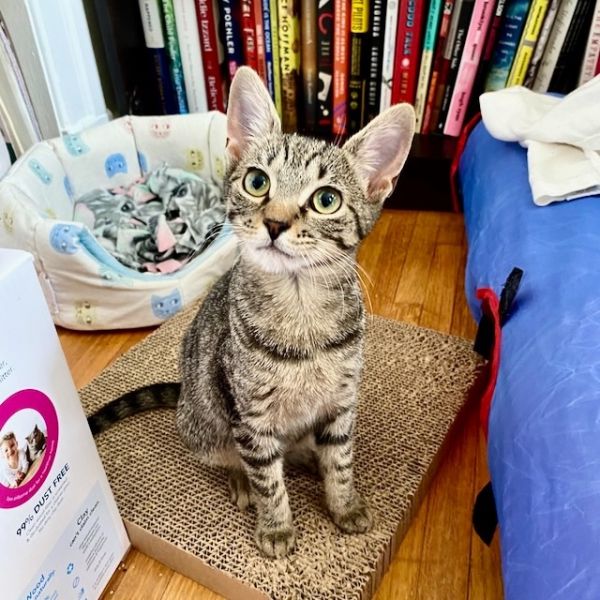 All About JerseyCats: A Hudson County Cat Rescue - Hoboken Girl