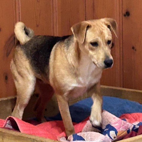 Rowdy, an adoptable Hound in Wadena, MN, 56482 | Photo Image 1