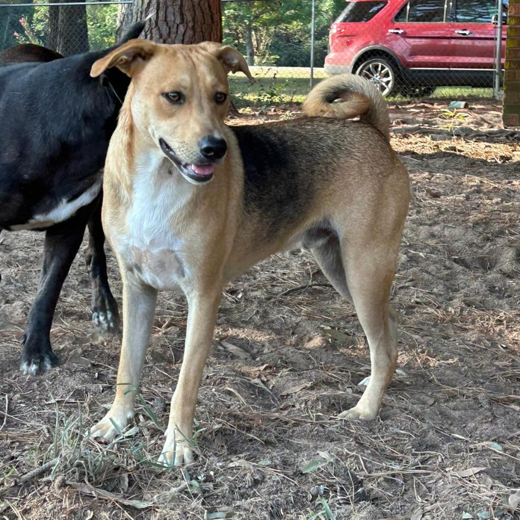 Rowdy, an adoptable Hound in Wadena, MN, 56482 | Photo Image 2