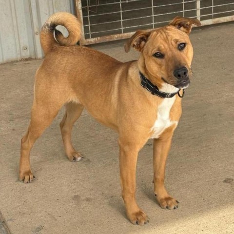 Remi, an adoptable Hound in Wadena, MN, 56482 | Photo Image 4