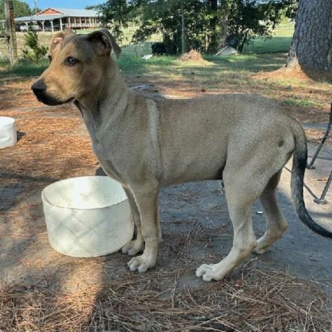 Rex, an adoptable Hound in Wadena, MN, 56482 | Photo Image 5