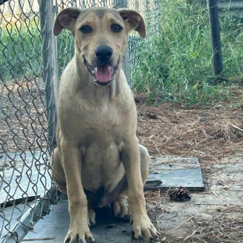 Rex, an adoptable Hound in Wadena, MN, 56482 | Photo Image 5