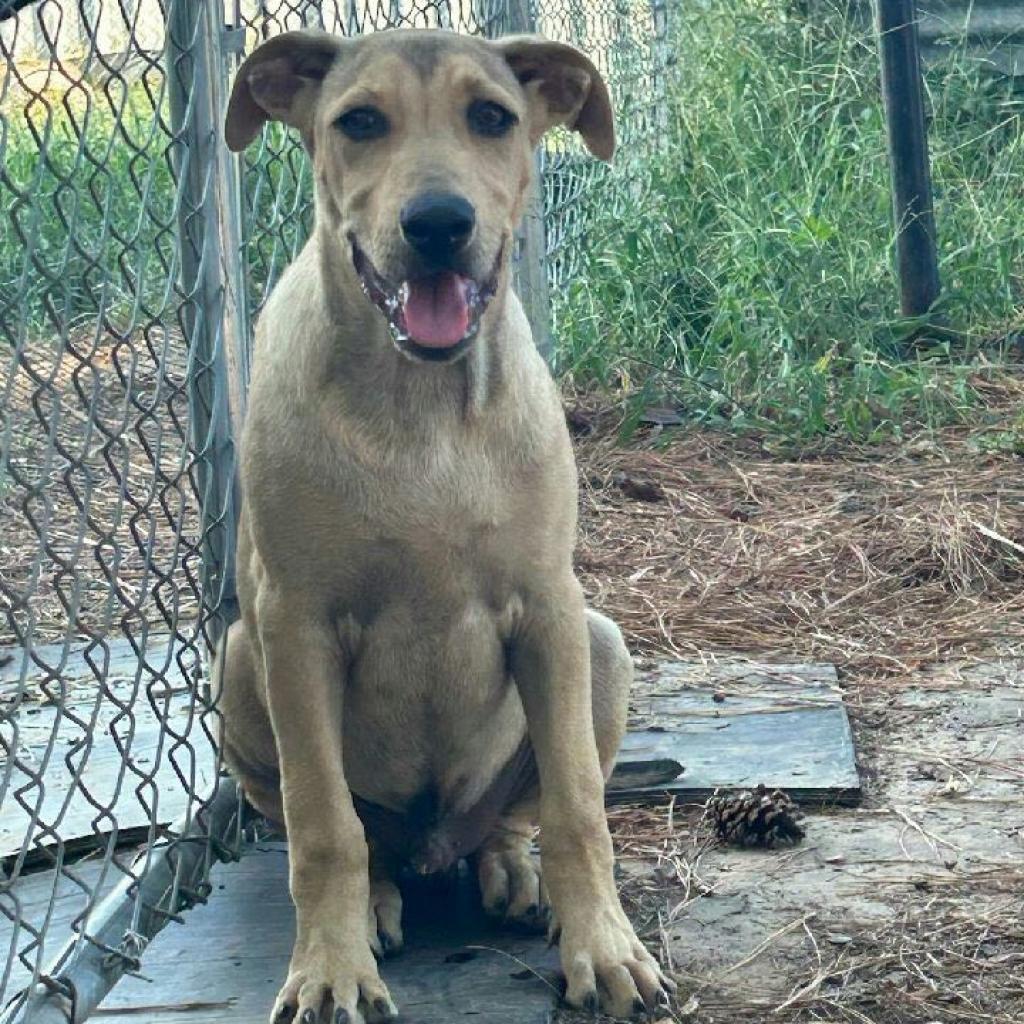 Rex, an adoptable Hound in Wadena, MN, 56482 | Photo Image 2