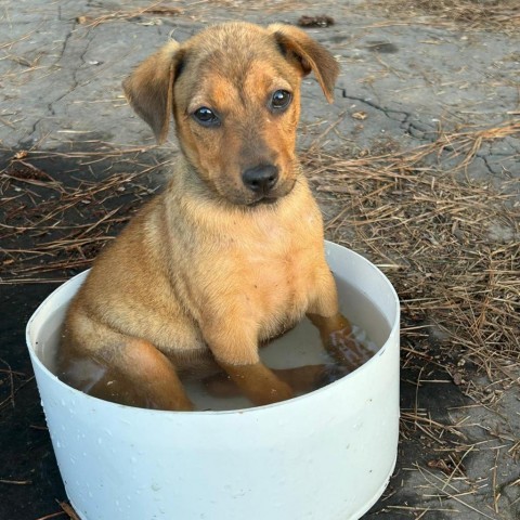 Rosie, an adoptable Hound in Wadena, MN, 56482 | Photo Image 2