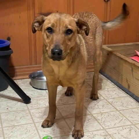 Rosie, an adoptable Hound in Wadena, MN, 56482 | Photo Image 2