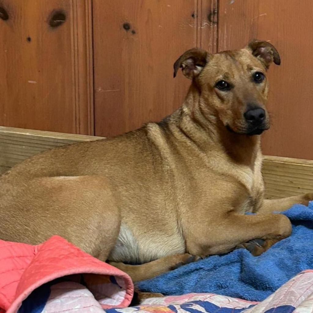 Rosie, an adoptable Hound in Wadena, MN, 56482 | Photo Image 2