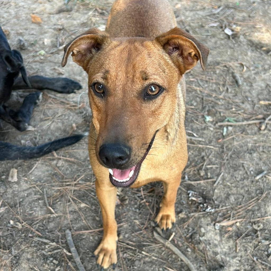 Rosie, an adoptable Hound in Wadena, MN, 56482 | Photo Image 4