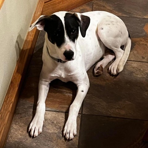 Ice, an adoptable Terrier in Wadena, MN, 56482 | Photo Image 1