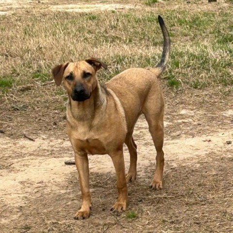 Rudy, an adoptable Hound in Wadena, MN, 56482 | Photo Image 1