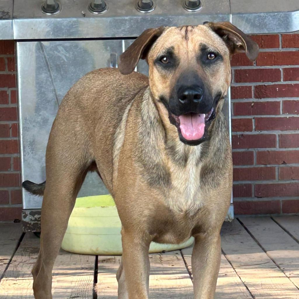 Rudy, an adoptable Hound in Wadena, MN, 56482 | Photo Image 2