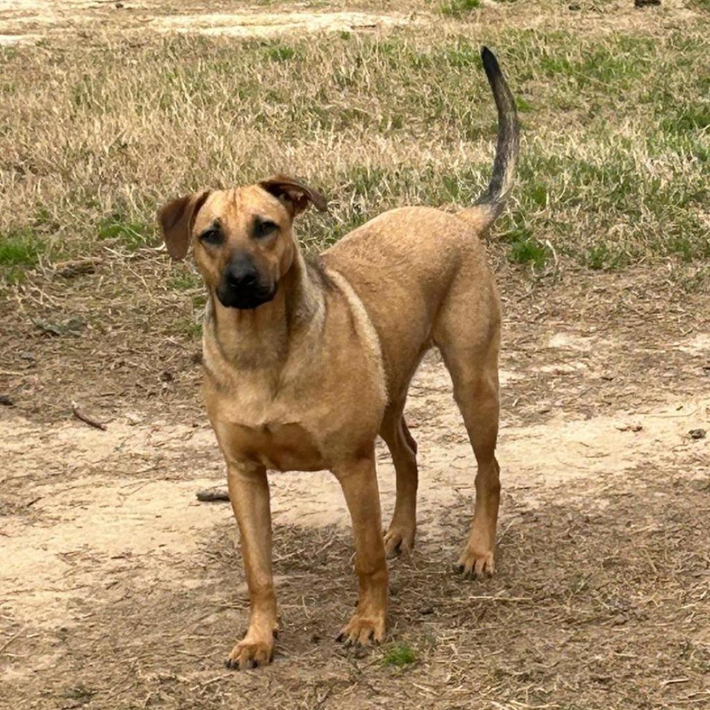 Rudy, an adoptable Hound in Wadena, MN, 56482 | Photo Image 7