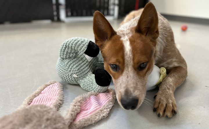 Dog for adoption - Hachi, an Australian Cattle Dog / Blue Heeler Mix in  Portland, OR