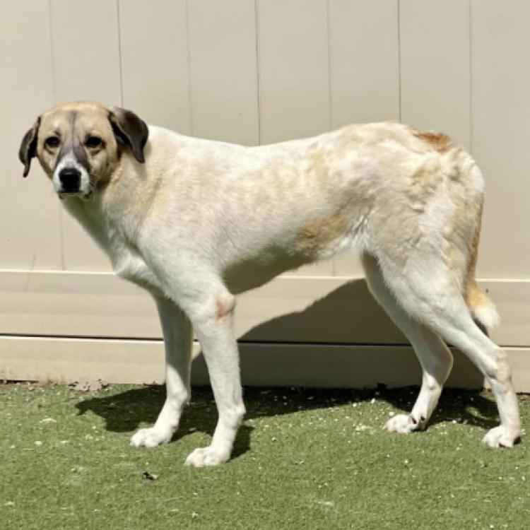 Cedar, an adoptable Great Pyrenees in Pacific, MO, 63069 | Photo Image 1