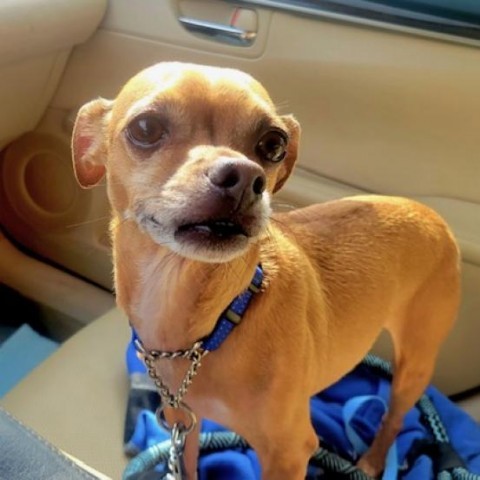 Dog for adoption Maxwell a Chihuahua in Chantilly VA Petfinder