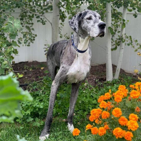 Buckley, an adoptable Great Dane in Bend, OR, 97702 | Photo Image 1