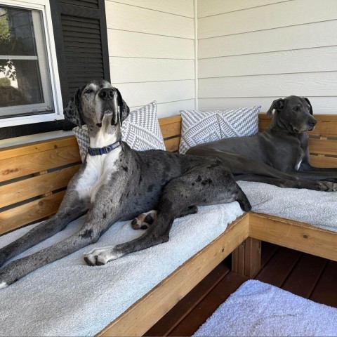 Buckley, an adoptable Great Dane in Bend, OR, 97702 | Photo Image 4