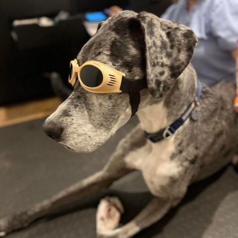 Buckley, an adoptable Great Dane in Bend, OR, 97702 | Photo Image 5
