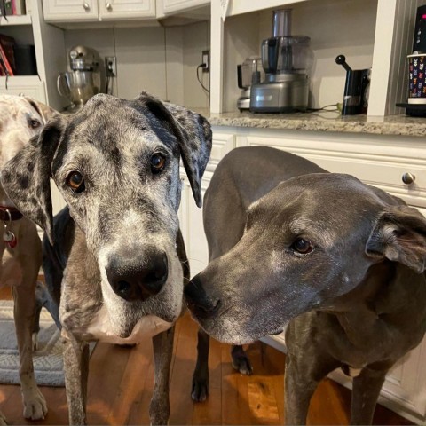 Buckley, an adoptable Great Dane in Bend, OR, 97702 | Photo Image 6