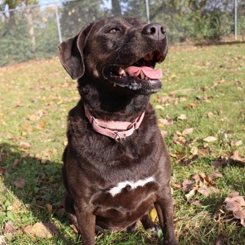 Black lab hot sale chesapeake mix